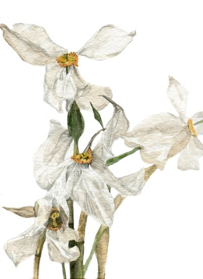 Jonquilles, 2018 - Maria Basea