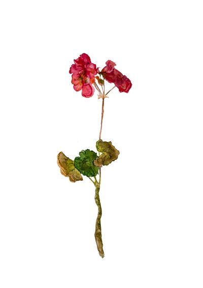 Géranium, 2018 - Maria Basea