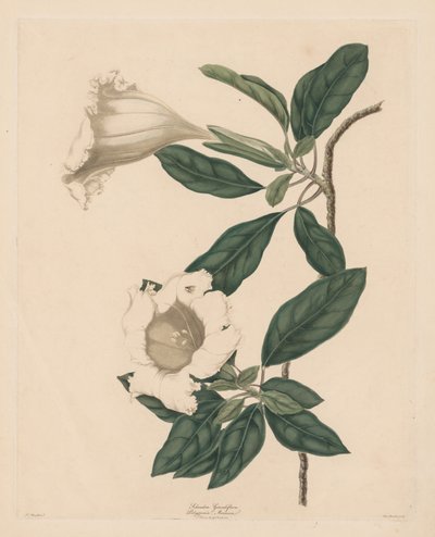 Vigne calice - Maria Catharina Prestel