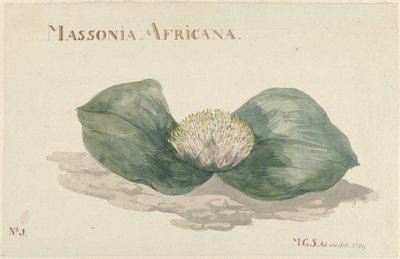 Fleur Massonia Africana - Maria Geertruida Barbiers Snabilié
