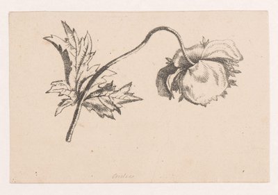 Klaproos - Maria Geertruida de Goeje Barbiers (attributed to)
