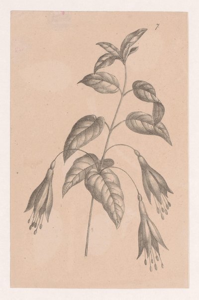 Branche avec des fleurs - Maria Geertruida de Goeje Barbiers (attributed to)