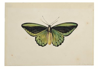 Papillon, Ornithoptère Priamus - Maria Margaretha van Os