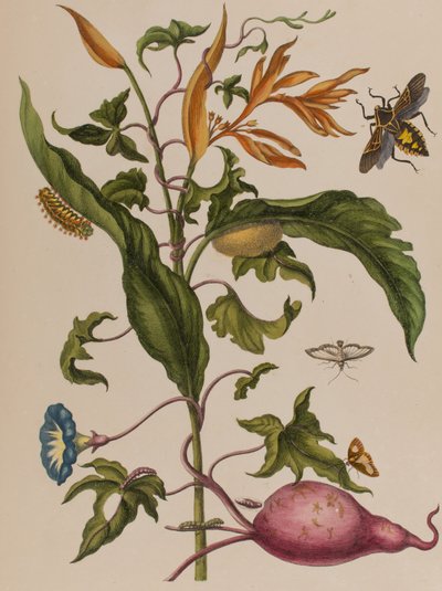 Illustration de 