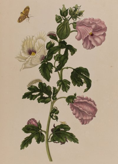 Illustration de 