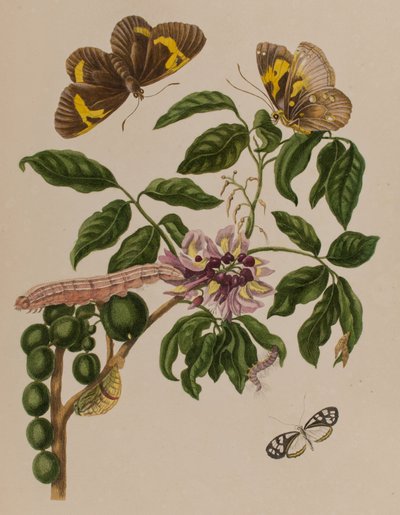 Illustration de 