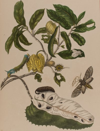 Illustration de 