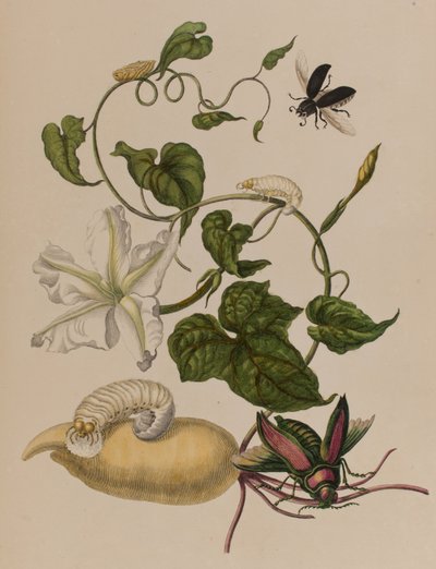 Illustration de 