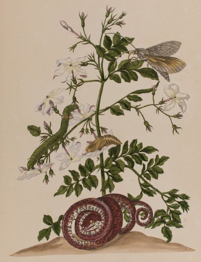 Illustration de 