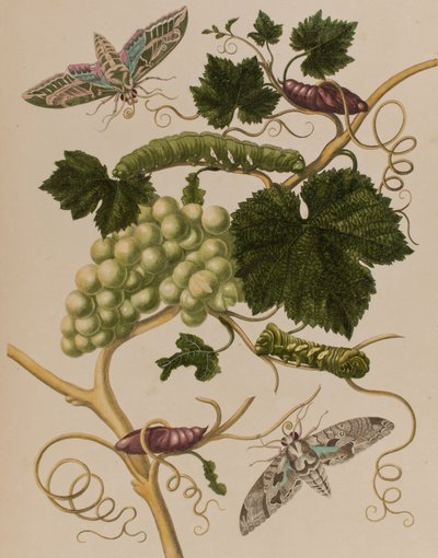 Illustration de 
