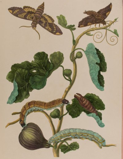 Illustration de 