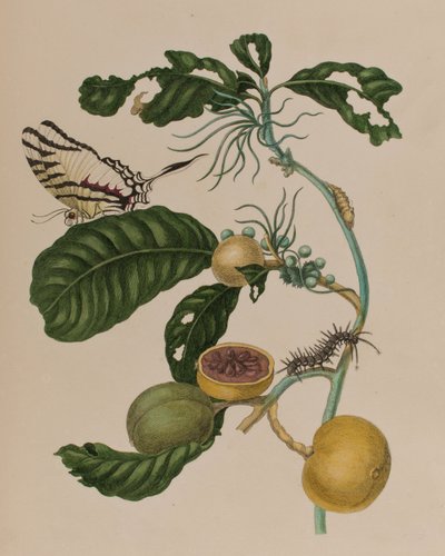 Illustration de 