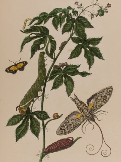 Illustration de 