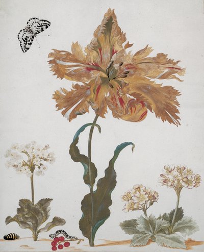 Tulipe perroquet, auricules, groseilles rouges, avec un papillon de nuit magpie, sa chenille et sa chrysalide, vers 1670 - Maria Sibylla Merian