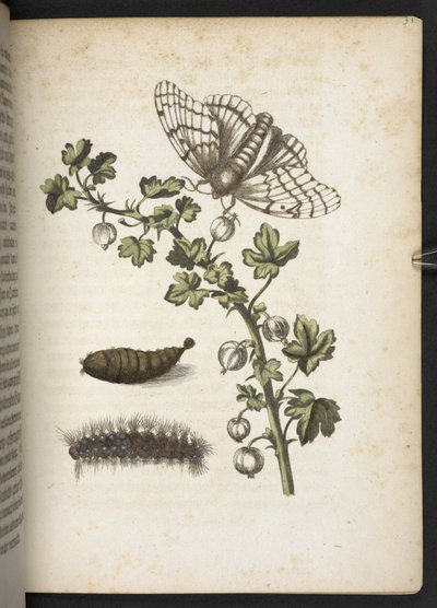 Chenille, cocon et papillon, de 