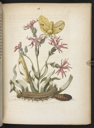La merveilleuse transformation des chenilles et leur nourriture florale... - Maria Sibylla Merian