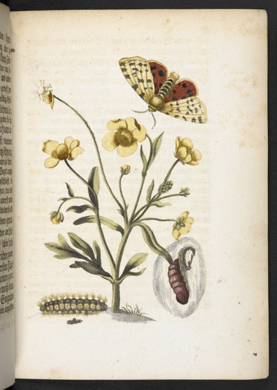 La merveilleuse transformation des chenilles et leur nourriture florale... - Maria Sibylla Merian