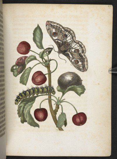 La merveilleuse transformation des chenilles et leur nourriture florale... - Maria Sibylla Merian