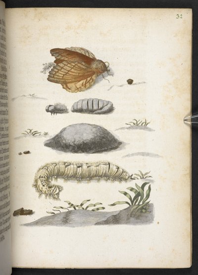 La merveilleuse transformation des chenilles et leur nourriture florale... - Maria Sibylla Merian