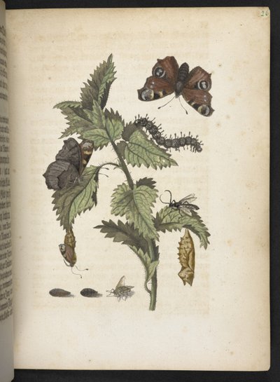 La merveilleuse transformation des chenilles et leur nourriture florale... - Maria Sibylla Merian