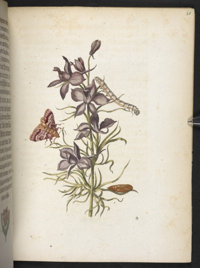 La merveilleuse transformation des chenilles et leur nourriture florale... - Maria Sibylla Merian