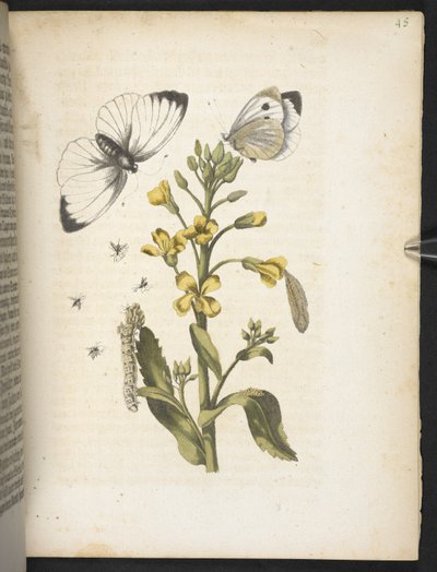 La merveilleuse transformation des chenilles et leur nourriture florale... - Maria Sibylla Merian