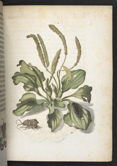 La merveilleuse transformation des chenilles et leur nourriture florale... - Maria Sibylla Merian