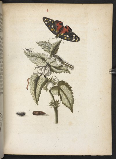 La merveilleuse transformation des chenilles et leur nourriture florale... - Maria Sibylla Merian