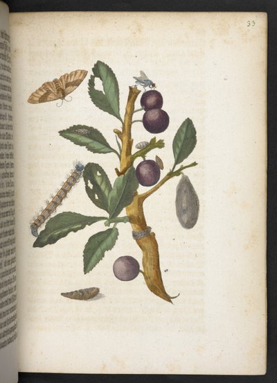 La merveilleuse transformation des chenilles et leur nourriture florale... - Maria Sibylla Merian