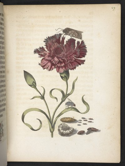 La merveilleuse transformation des chenilles et leur nourriture florale... - Maria Sibylla Merian