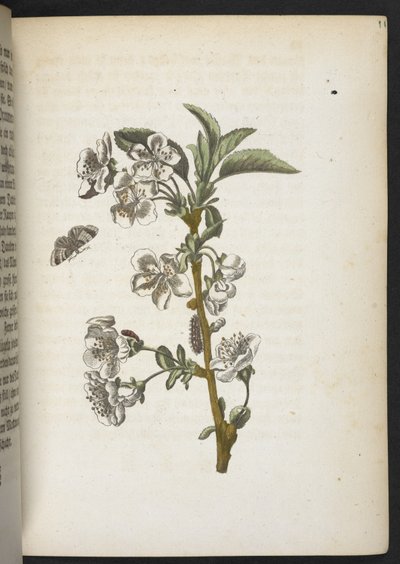La merveilleuse transformation des chenilles et leur nourriture florale... - Maria Sibylla Merian