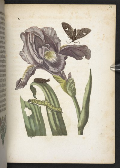 La merveilleuse transformation des chenilles et leur nourriture florale... - Maria Sibylla Merian