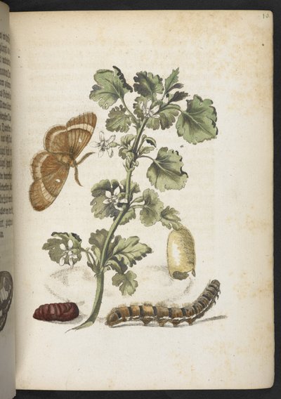 La merveilleuse transformation des chenilles et leur nourriture florale... - Maria Sibylla Merian