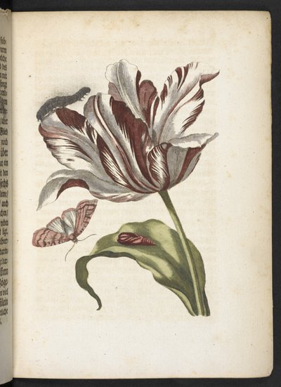 La merveilleuse transformation des chenilles et leur nourriture florale... - Maria Sibylla Merian