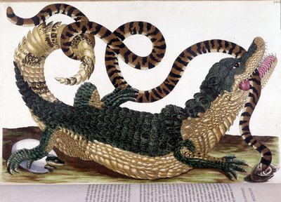 Combat entre un crocodile et un serpent - dans « Histoire générale des insectes du Surinam et de toute l