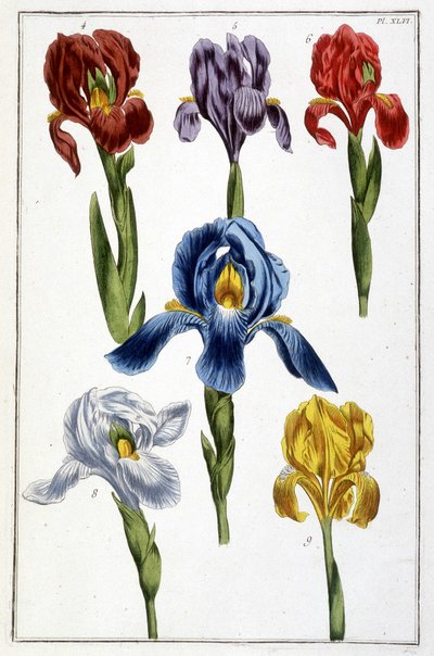 Iris - dans Histoire générale des insectes de Surinam et de toute l