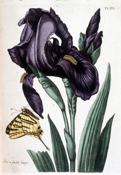 Iris à feuille large - dans « Histoire générale des insectes de Surinam et de toute l