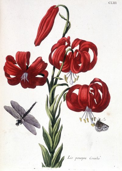 Lys pourpre - dans Histoire générale des insectes de Surinam et de toute l