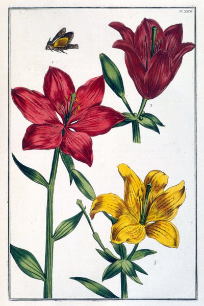Lys rouge - dans Histoire générale des insectes de Surinam et de toute l