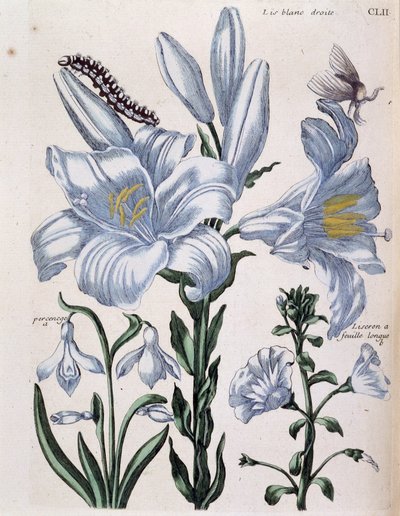 Lys blanc droit et bord à longues feuilles - dans « Histoire générale des insectes de Surinam et de toute l