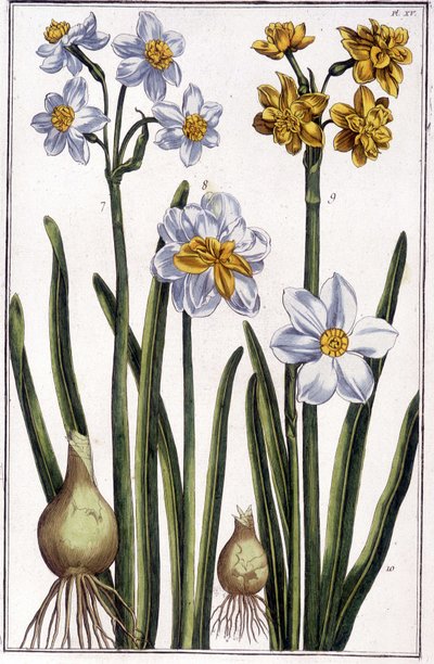 Narcisse - dans « Histoire générale des insectes de Surinam et de toute l