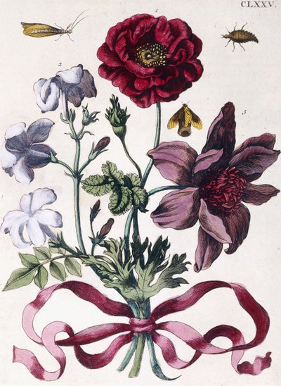 Divers insectes et fleurs européens - Maria Sibylla Merian