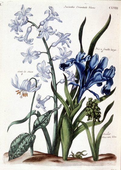 Jacinthe orientale blanche, iris à grande feuille, dent de chien, muscari bleu - dans Histoire générale des insectes de Surinam et de toute l
