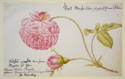Feuille d