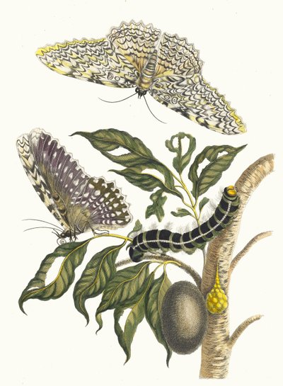 Arbre de gomme-gutte. Du livre Metamorphosis insectorum Surinamensium, 1705 - Maria Sibylla Merian