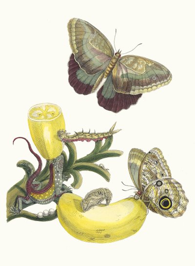 Baccores. Du livre Metamorphosis insectorum Surinamensium, 1705 - Maria Sibylla Merian