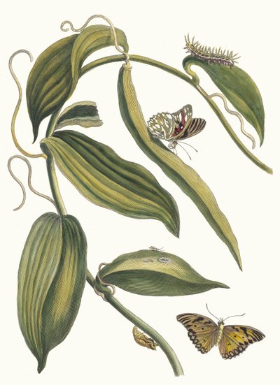 Banille. Du livre Metamorphosis insectorum Surinamensium, 1705 - Maria Sibylla Merian