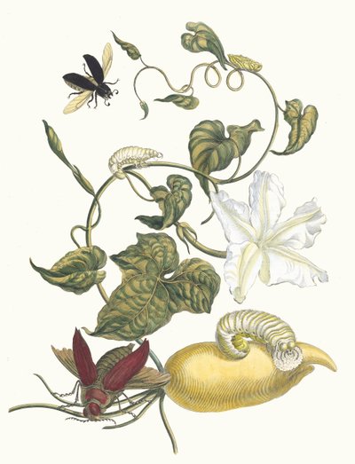 Battattes. Du livre Metamorphosis insectorum Surinamensium, 1705 - Maria Sibylla Merian