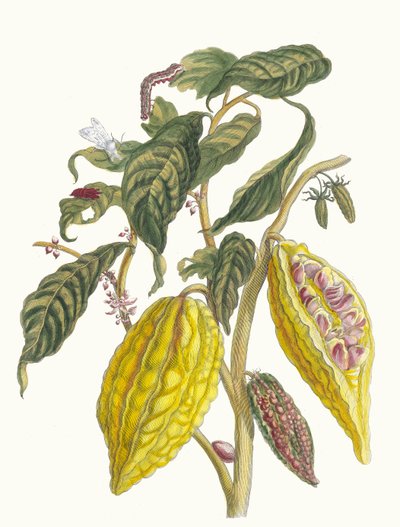 Cacao. Du livre Metamorphosis insectorum Surinamensium, 1705 - Maria Sibylla Merian