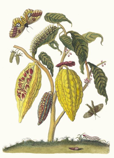 Cacao. Du livre Metamorphosis insectorum Surinamensium, 1705 - Maria Sibylla Merian